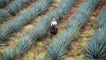 Vernieuwd EU-Mexico handelsakkoord vindt brede steun in Europees Parlement