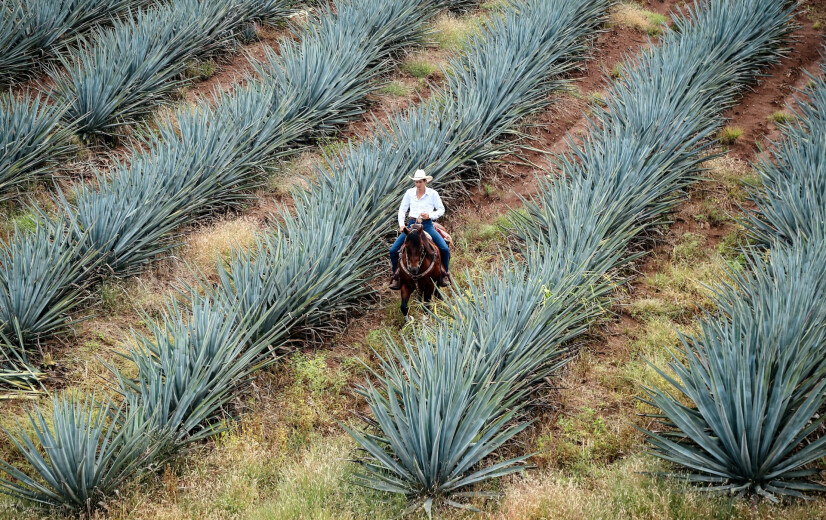 Vernieuwd EU-Mexico handelsakkoord vindt brede steun in Europees Parlement