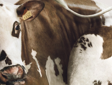 Fedagrim dingt mee voor De Standaard Solidariteitsprijs