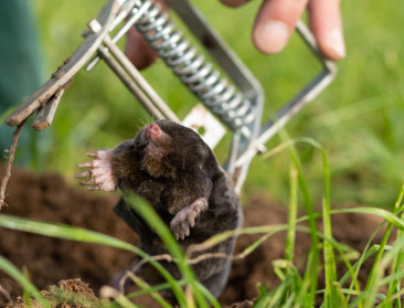 Vlaamse melkveehouders schakelen Nederlandse mollenvanger in