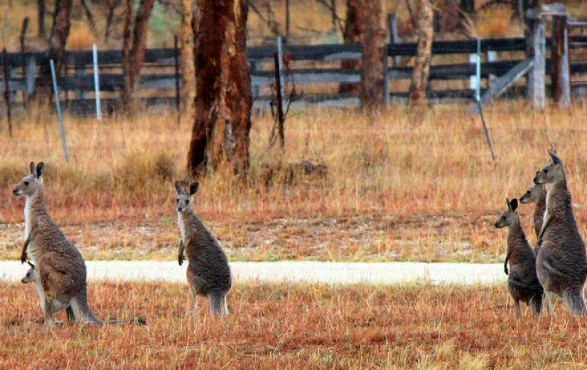 Backpackers moeten Australische boeren uit nood helpen