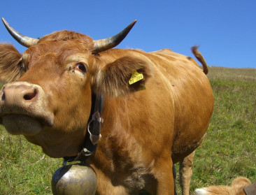 Zwitsers verwerpen subsidies voor gehoornde koeien