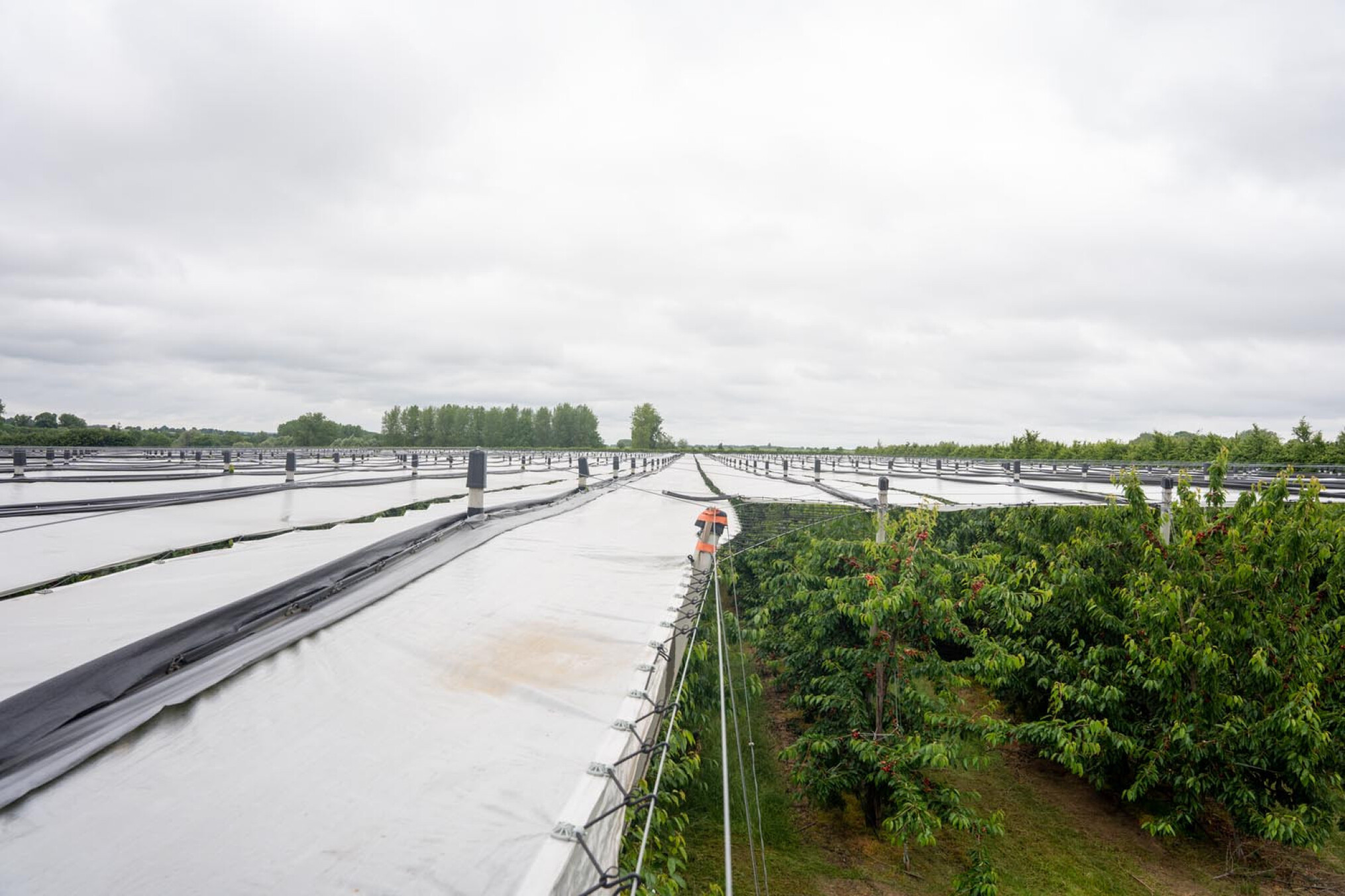 Overkapping kersenteelt