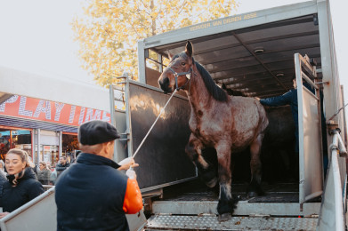 jaarmarkt sint lievens houtem veiling vee paard 2