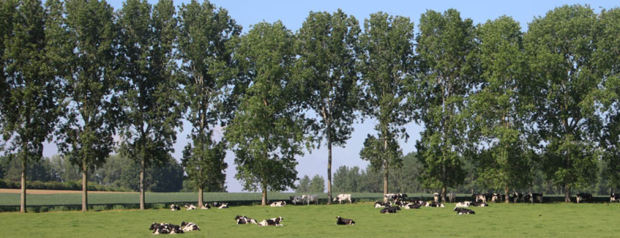 weide landschap melkkoeien ABS Natuurpunt