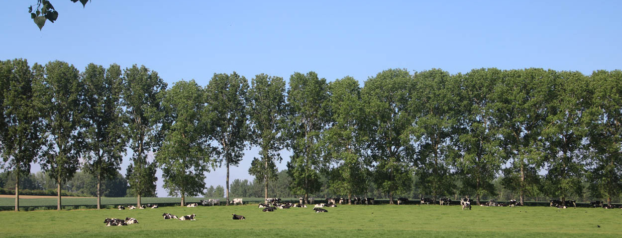 weide landschap melkkoeien ABS Natuurpunt