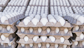 Paasklokken brengen verdere daling eierprijzen in België en VS