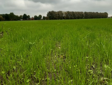 'Maai Mei Niet' kende minder bloemrijke editie