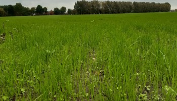 Onderzoek: Kruidenrijk grasland "doet niet onder" voor grasklaver