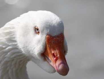 Hoe onze foie gras dwangvoeren uit de wereld kan helpen