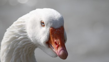 GAIA pleit voor verbod op verkoop foie gras in Vlaanderen