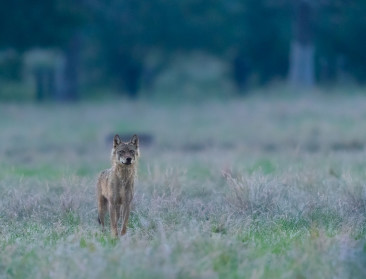 Nederland telt nu 15 gevestigde wolven en 11 zwerfwolven