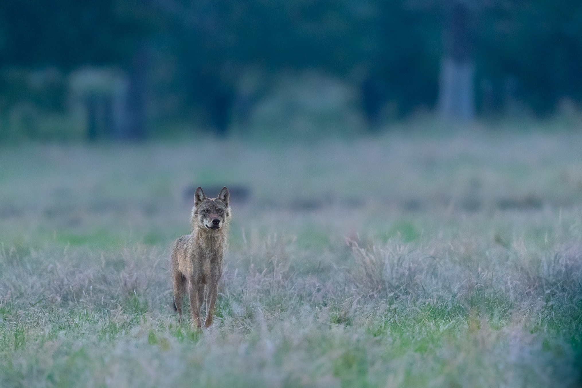 Inflation falls in June & faster culling of wolves