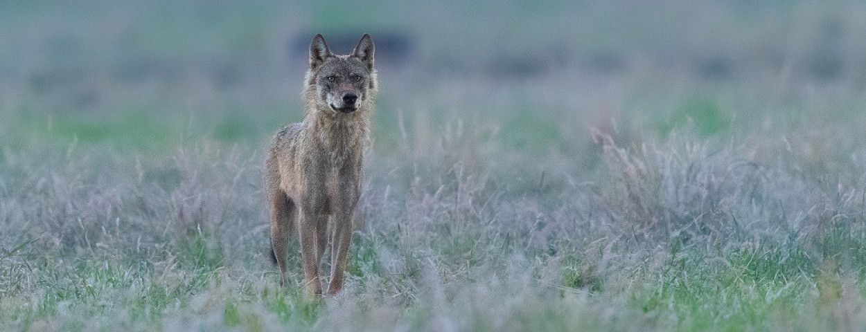 wolf-billy-copyright-PieterJanDhondt-1250