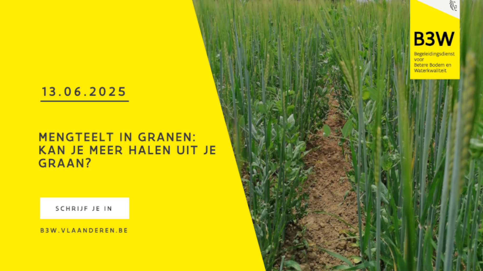 Thematisch uitwisselingsmoment: Mengteelt in granen - kan je meer halen uit je graan?