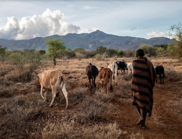 "Nood aan genuanceerder debat over veehouderij en klimaat"