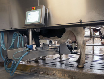 BCZ: "Melkproductie veel hoger dan verwacht"