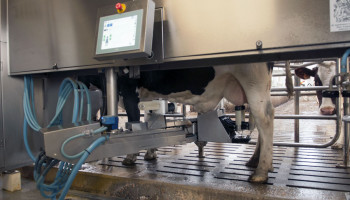 BCZ: "Melkproductie veel hoger dan verwacht"