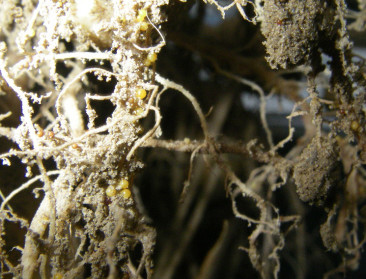 Duurzame bestrijding aardappelcysteaaltjes mogelijk