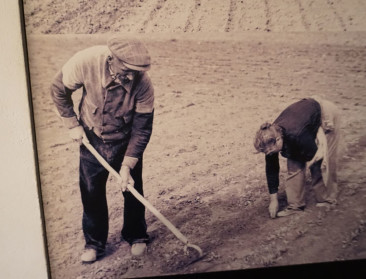 Vernieuwde Huysmanhoeve belicht landbouwgeschiedenis en streektradities