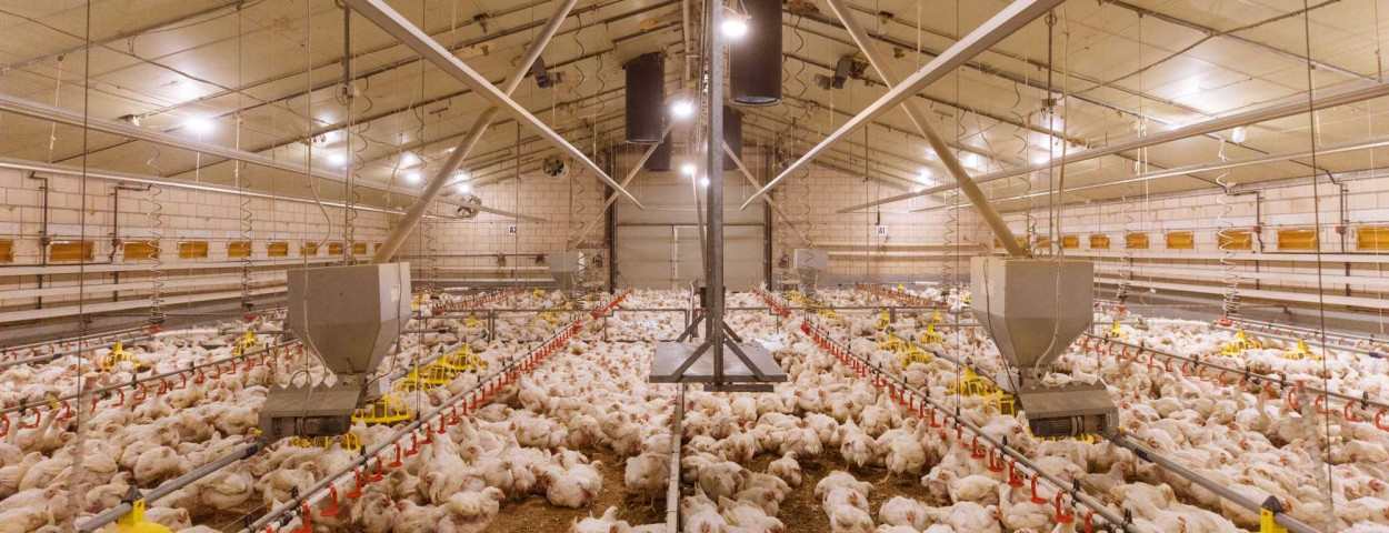 Zidis_Proefbedrijf_Pluimveehouderij_LowRes-123