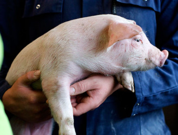 SBB: “Vooral jonge varkensboeren hebben het extreem lastig”