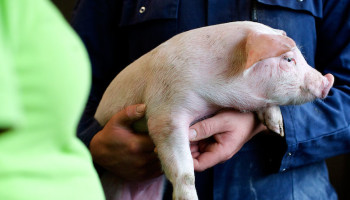 Versoepelde uitkoopregeling varkenshouderij kan pas na aanmelding bij Europa