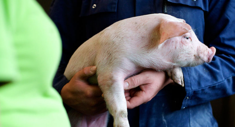 Boer die inging op uitkoopregeling: “Het is een onwerkelijk gevoel dat de varkens weg zijn”