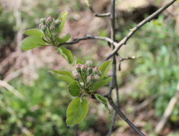 Balen erg trots op nakende bloei van oerperelaar