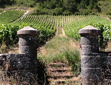 Franse boeren vrezen voor wijn- en fruitoogst na strenge vorst