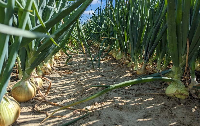 Primeur in Proven: dubbel zo grote uien met fertigatiesysteem