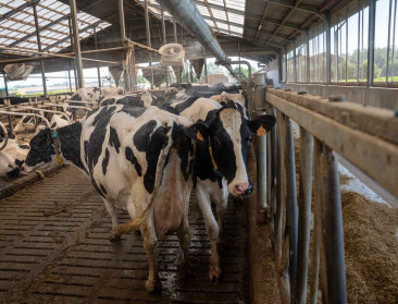 Cowcooling: Hoe koeien koel te houden tijdens een hittegolf