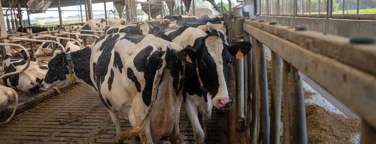Cowsoaking