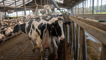 Cowcooling: Hoe koeien koel te houden tijdens een hittegolf