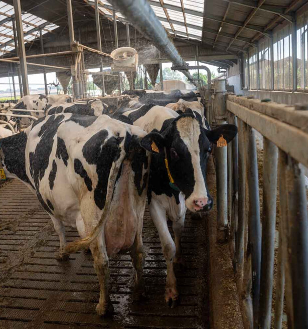 Cowcooling: Hoe koeien koel te houden tijdens een hittegolf