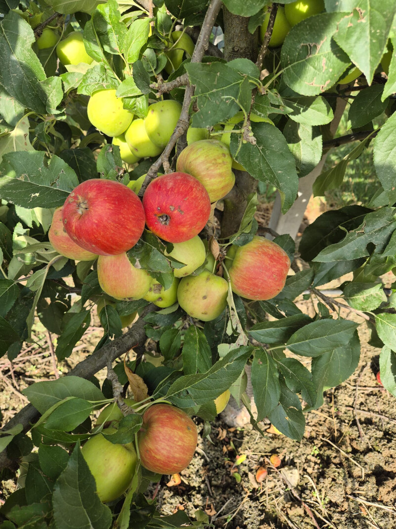 Hagelschade_Appel_Cop_Somers_Fruit