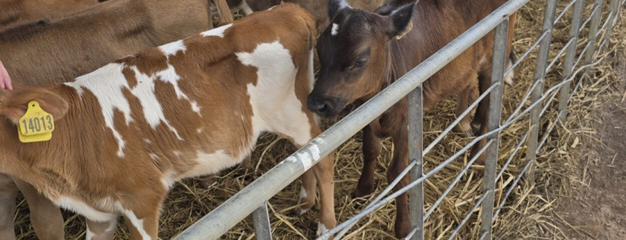Rundveehouderij in Brazilie_jongee
