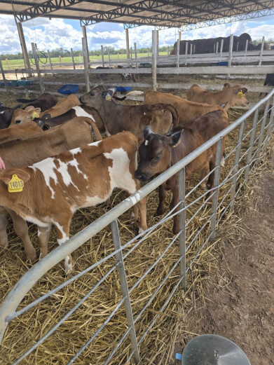Rundveehouderij in Brazilie_jongee