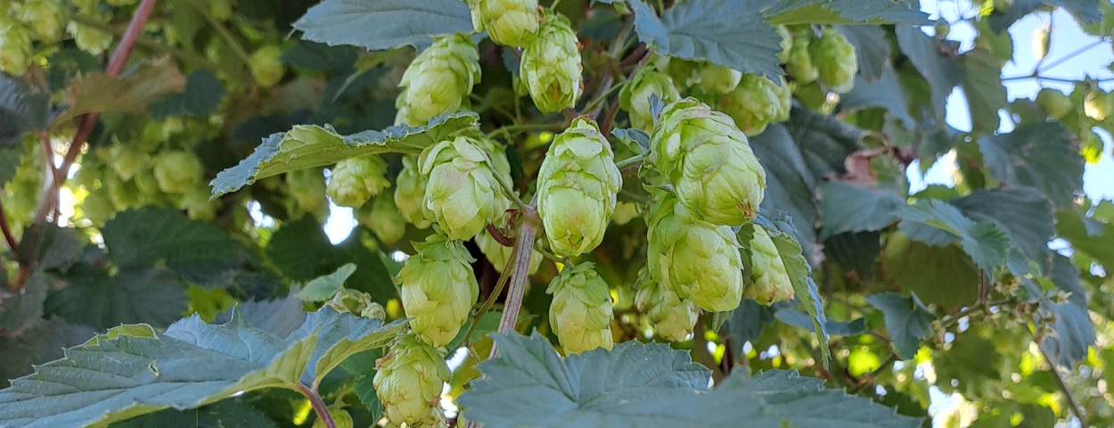 hop inagro 3