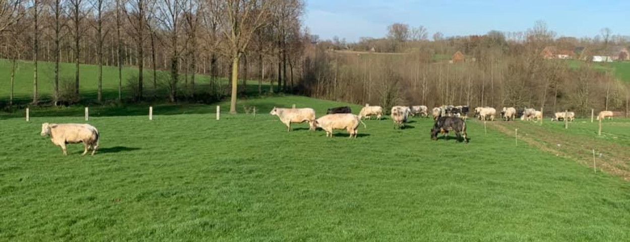 natuurbeheerplan Ninove Herzele weide koeien landschap