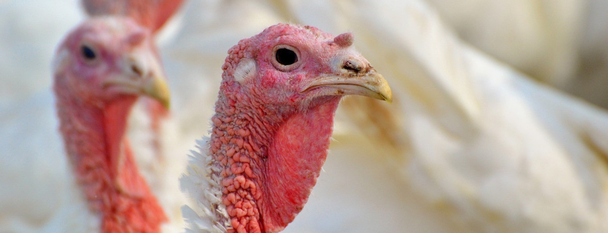 kalkoenpluimveevogelgriep