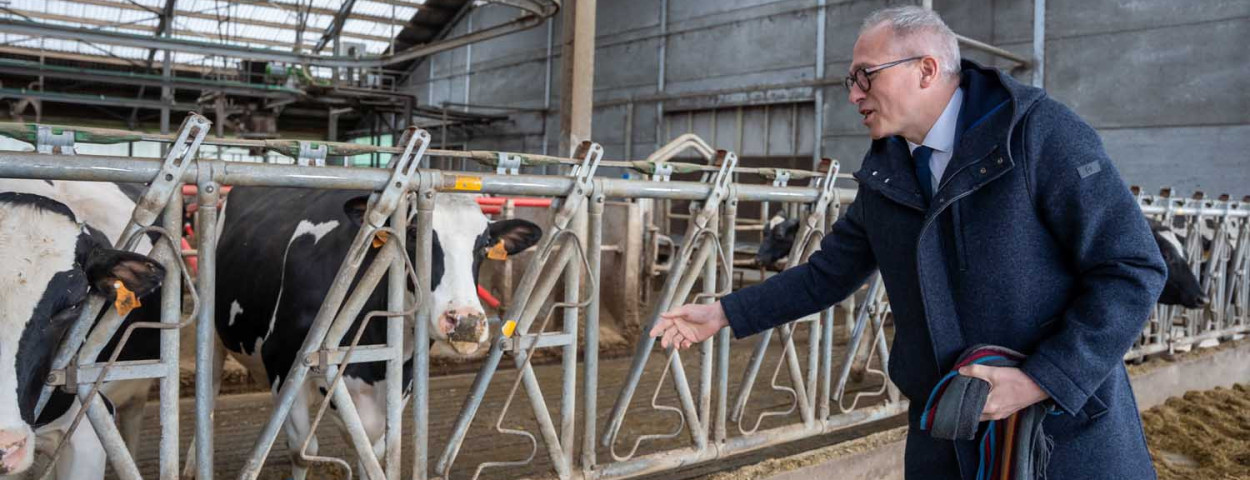 Diependaele bij koeien van Dries Maenhout