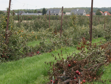 "Pukkelpopstorm en Ruslandban hebben veel stuk gemaakt"