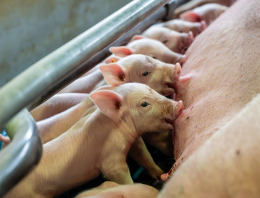 Afrikaanse varkenspest op 160 km van België: varkenssector pleit voor strengere preventiemaatregelen
