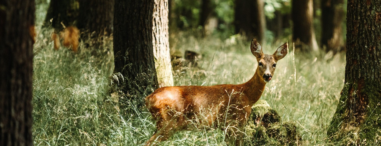 hert dier bambi ree
