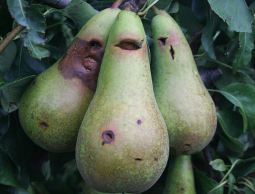 Beschermen automatische netten straks perenoogst?