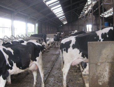 Zuivelsector zoekt zelf naar oplossing voor botulisme