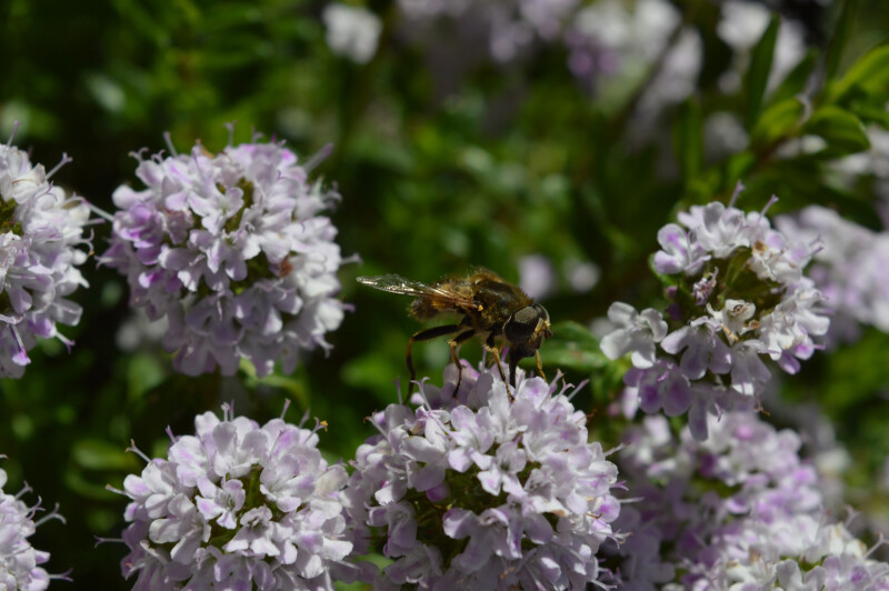 insect bloem biodiversiteit