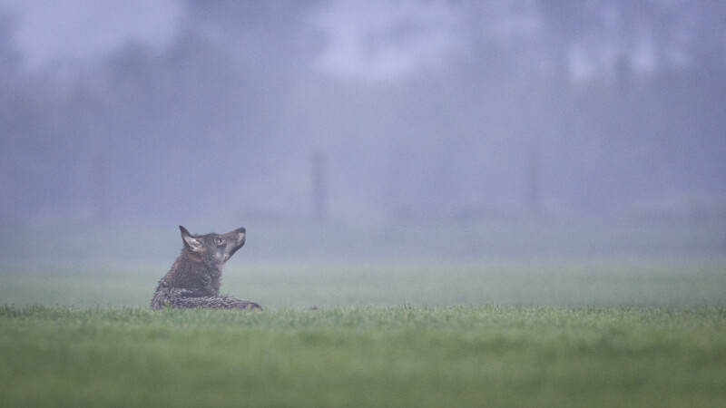 Welp in Peer_17 september 2023_credit David Van den Broeck & Welkom Wolf (2)-web