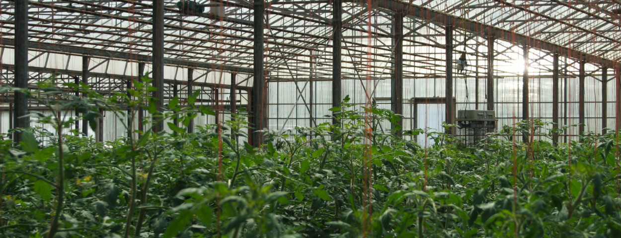 1Selectie-Tomaten serre